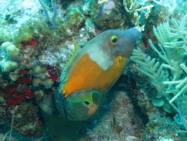 9 Whitespot Filefish IMG 3648